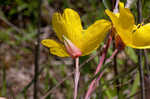 Narrowleaf evening-primrose